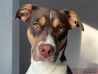 Mixed Breed dogs 3 year old Nala looking for a new loving home - Advert 14