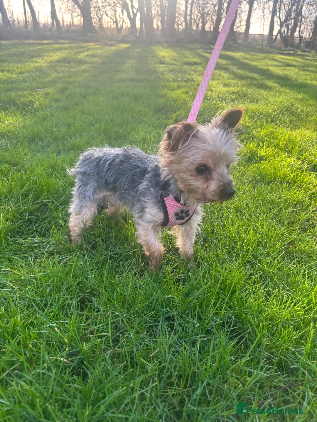 Yorkshire Terrier dogs for sale: KC Reg Yorkshire Terrier adult Girl - Advert 1
