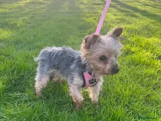 Yorkshire Terrier dogs KC Reg Yorkshire Terrier adult Girl - Advert 14