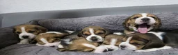 Beagle dogs for sale: KC REG PURE BEAGLE PUPPIES in Stoke-on-Trent - Advert 2