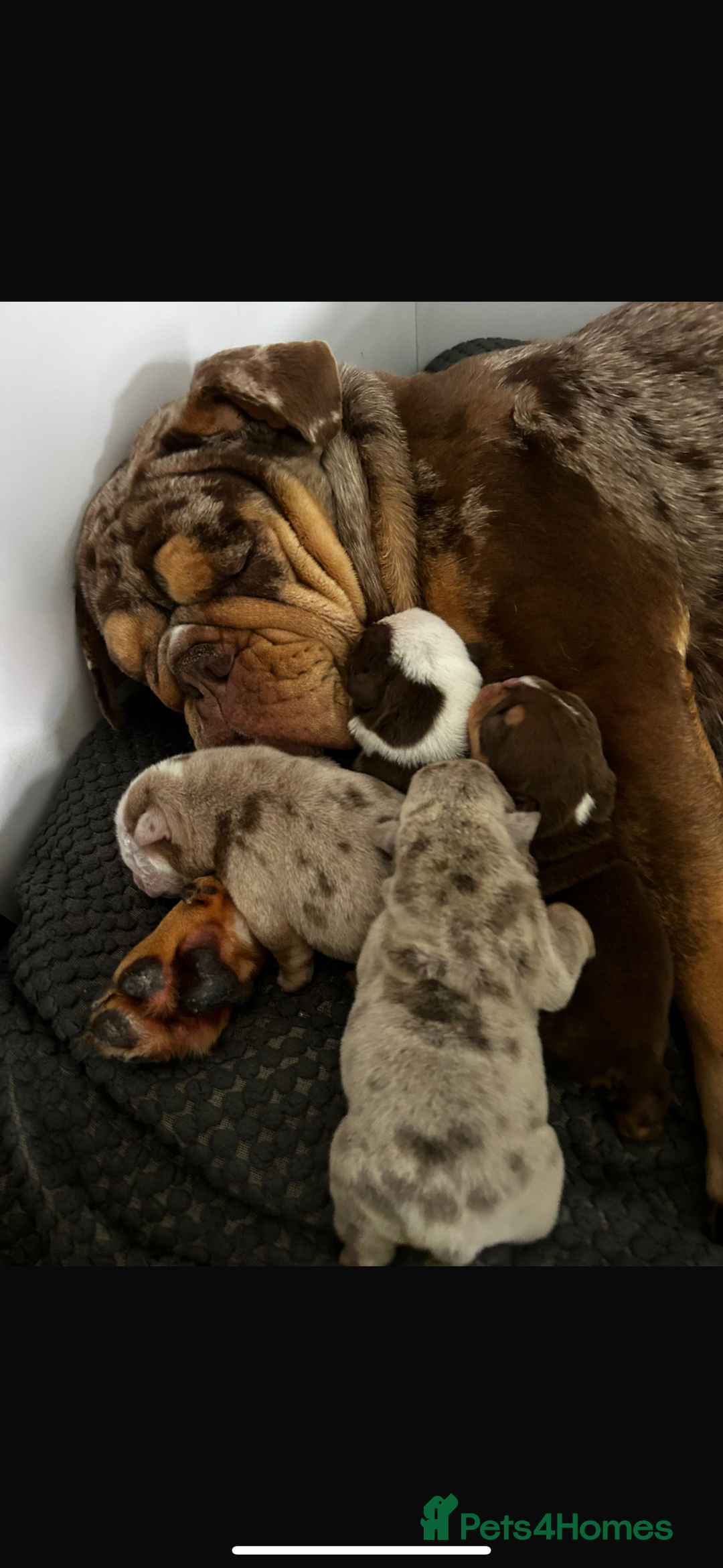 English Bulldog dogs for sale: Merle & choc tri English Bulldogs - Image 5