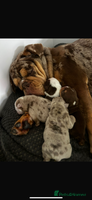 English Bulldog dogs - Advert 3