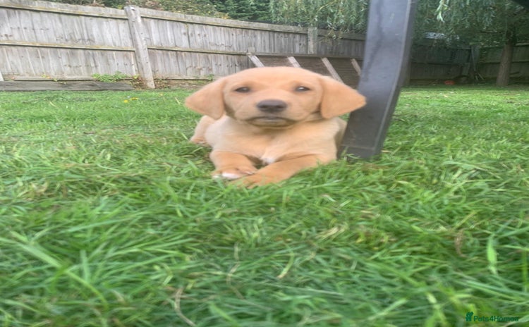 Labrador Retriever dogs - Advert 2