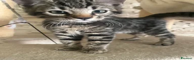 Mixed Breed Kitten 1
