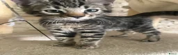 Mixed Breed cats for sale: Bengal Cross Kittens £200 each  - Advert 5