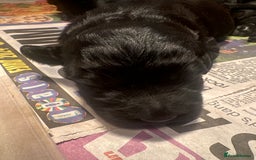 Goldendoodle dogs for sale: F1 Goldendoodle puppies fully heath tested parents - Advert 10