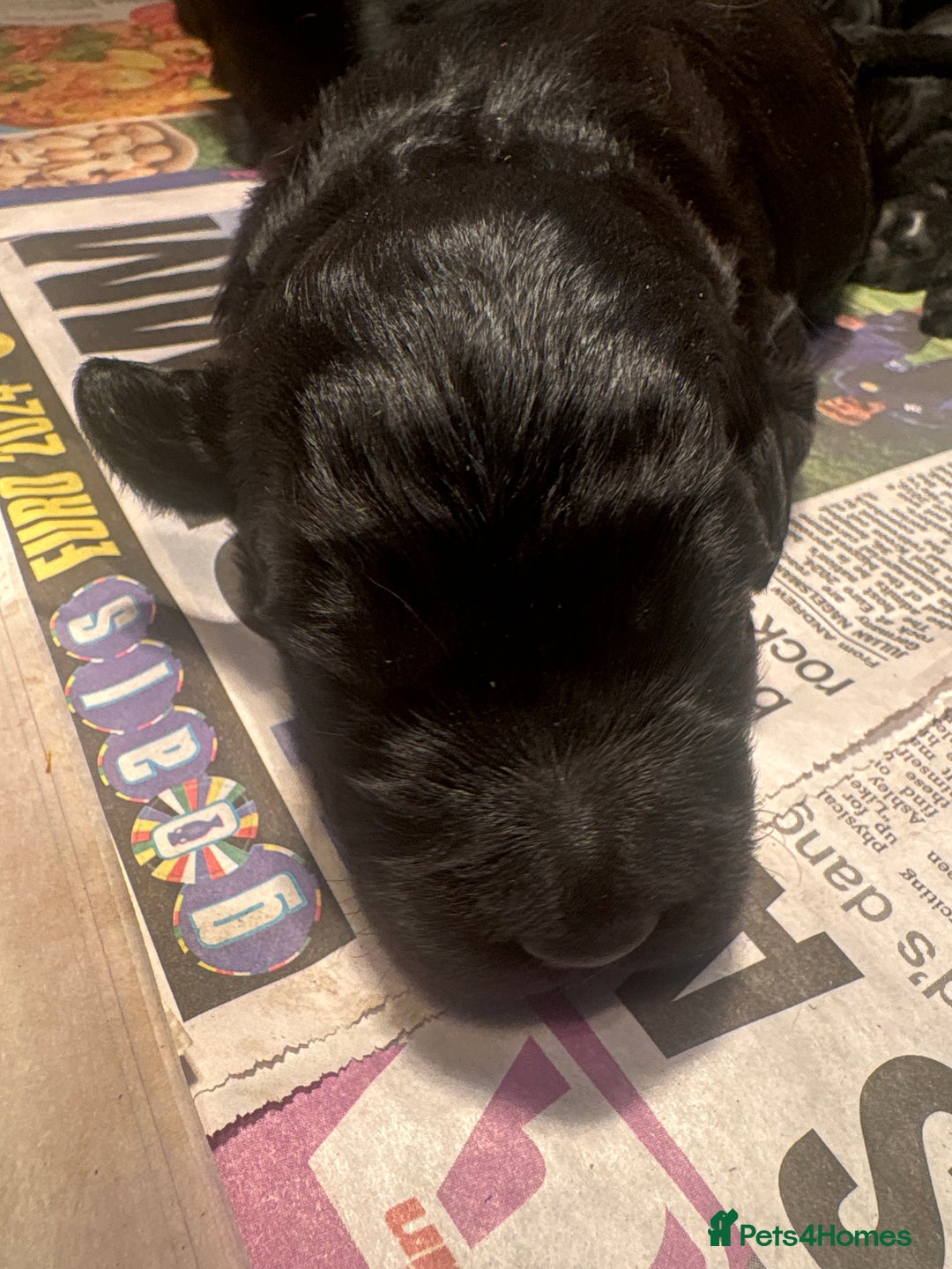 Goldendoodle dogs for sale: F1 Goldendoodle puppies fully heath tested parents - Advert 10