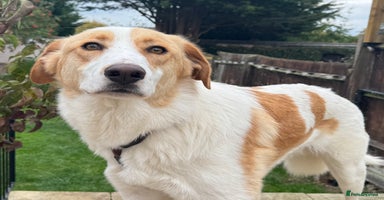 Mixed Breed dogs - Advert 6