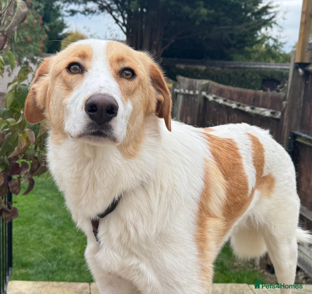 Mixed Breed dogs for adoption: 💙🩵Archie is looking for Love🐾 🩵💙 - Image 2