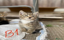 European cats for sale: 5 Adorable Male Kittens Looking for Loving Home - Image 11