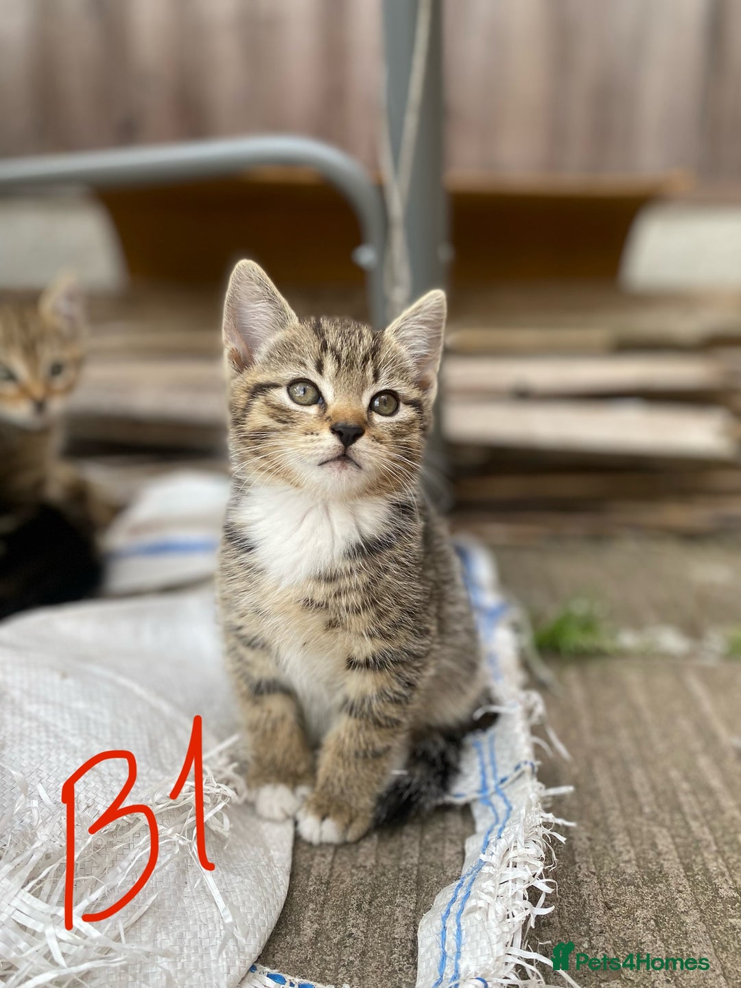 European cats for sale: 5 Adorable Male Kittens Looking for Loving Home - Image 11