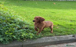 Labrador Retriever dogs for sale: Fox Red /  Mahogany Labradors  - Image 19