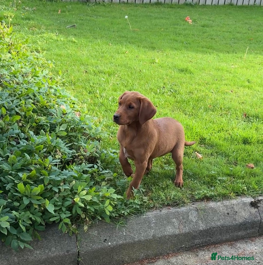 Labrador Retriever dogs for sale: Fox Red /  Mahogany Labradors  - Image 19