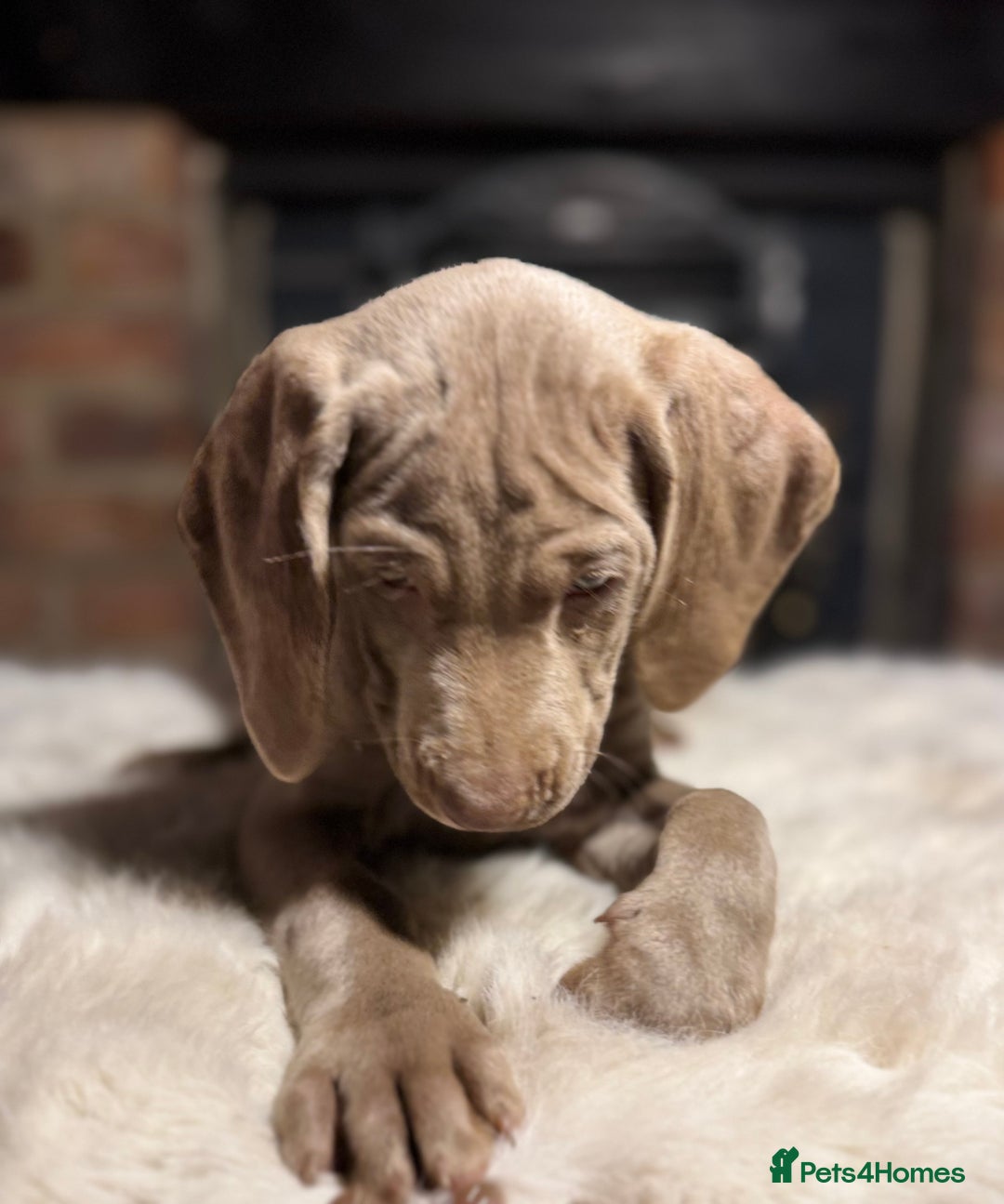 Weimaraner dogs for sale: ✨READY NOW✨ LAST FEW GIRLS✨ KC Reg Pups  ✨ - Advert 30