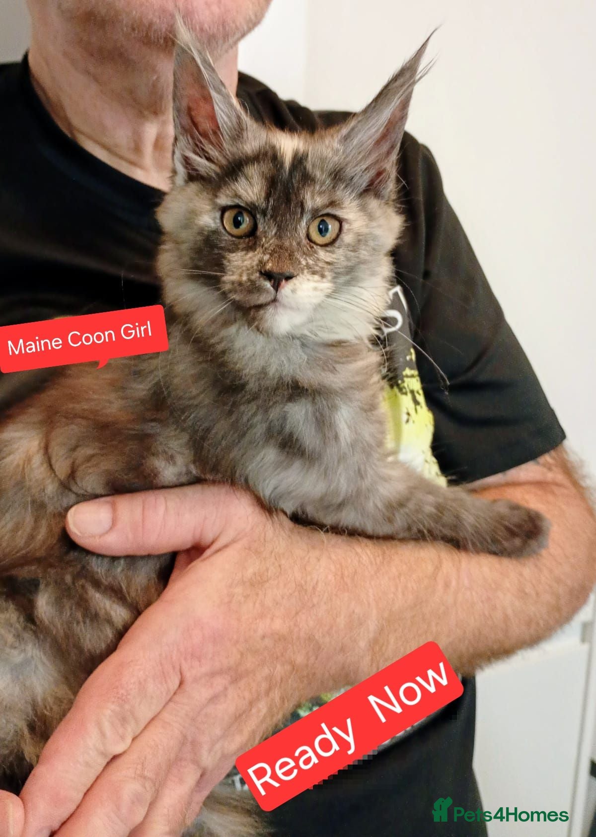 Maine Coon cats STUNNING HUGE GIRL kitten. SADLY MARRIAGE split - Advert 4