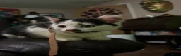 Mixed Breed cats for sale: 6 adorable Kittens for sale - Advert 10