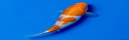 Koi Carp fish for sale: Japanese Koi - Top Quality - Advert 24