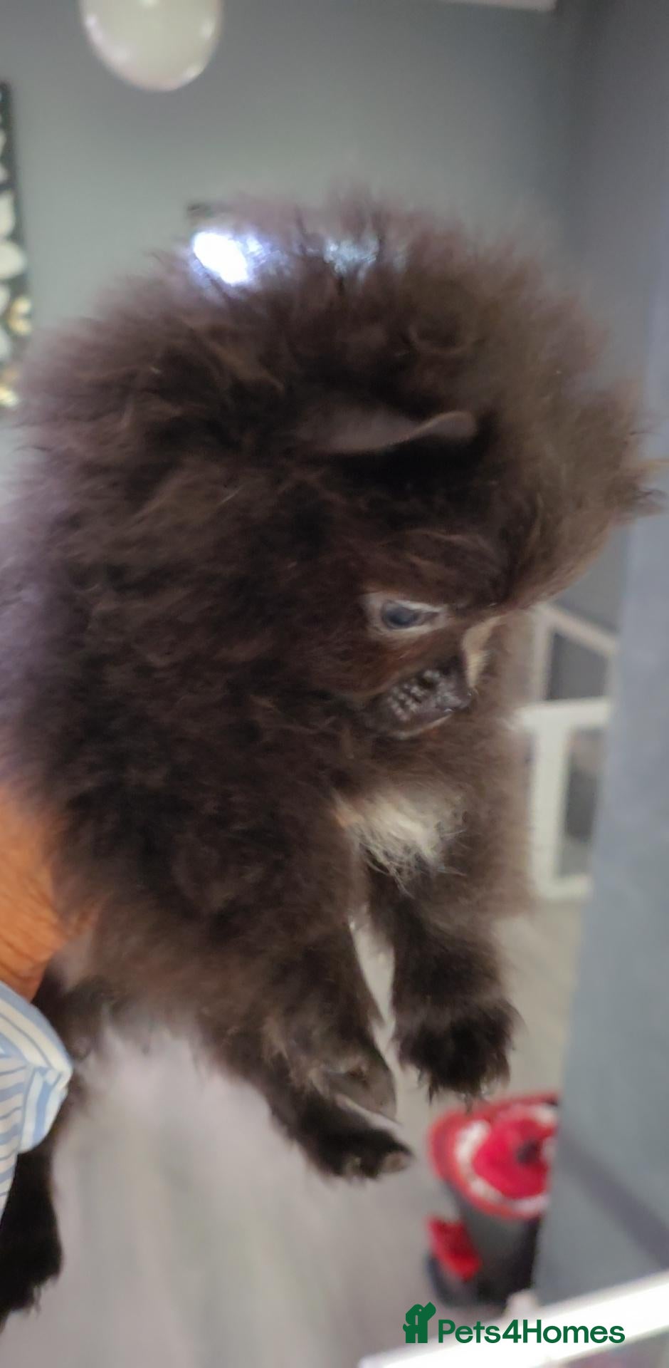 Pomeranian dogs 🐶READY TODAY🐶2 Tiny pomeranian puppies left  🐶  - Advert 1