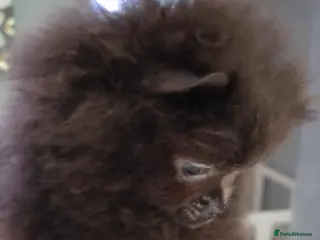 Pomeranian dogs 🐶READY TODAY🐶1 Tiny baby boy left 🐶 - Advert 2