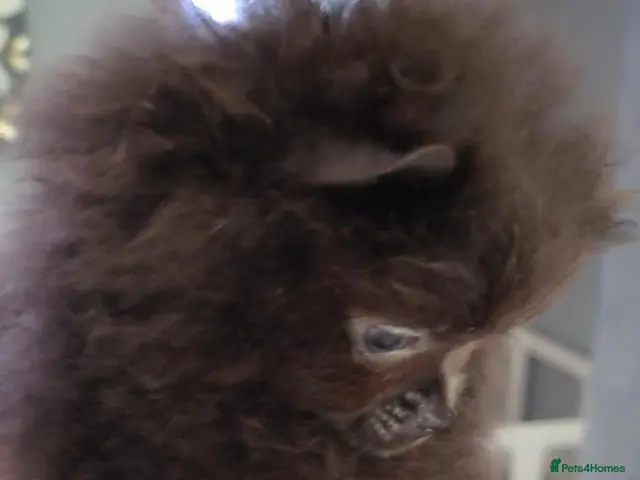 Pomeranian dogs 🐶READY TODAY🐶1 Tiny baby boy left 🐶 - Advert 2