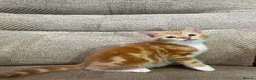 Mixed Breed cats for sale: 5 Gorgeous Kittens in Halifax - Advert 11