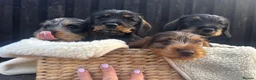 Miniature Dachshund dogs for sale: Wire Haired Miniature Dachshunds  - Advert 9