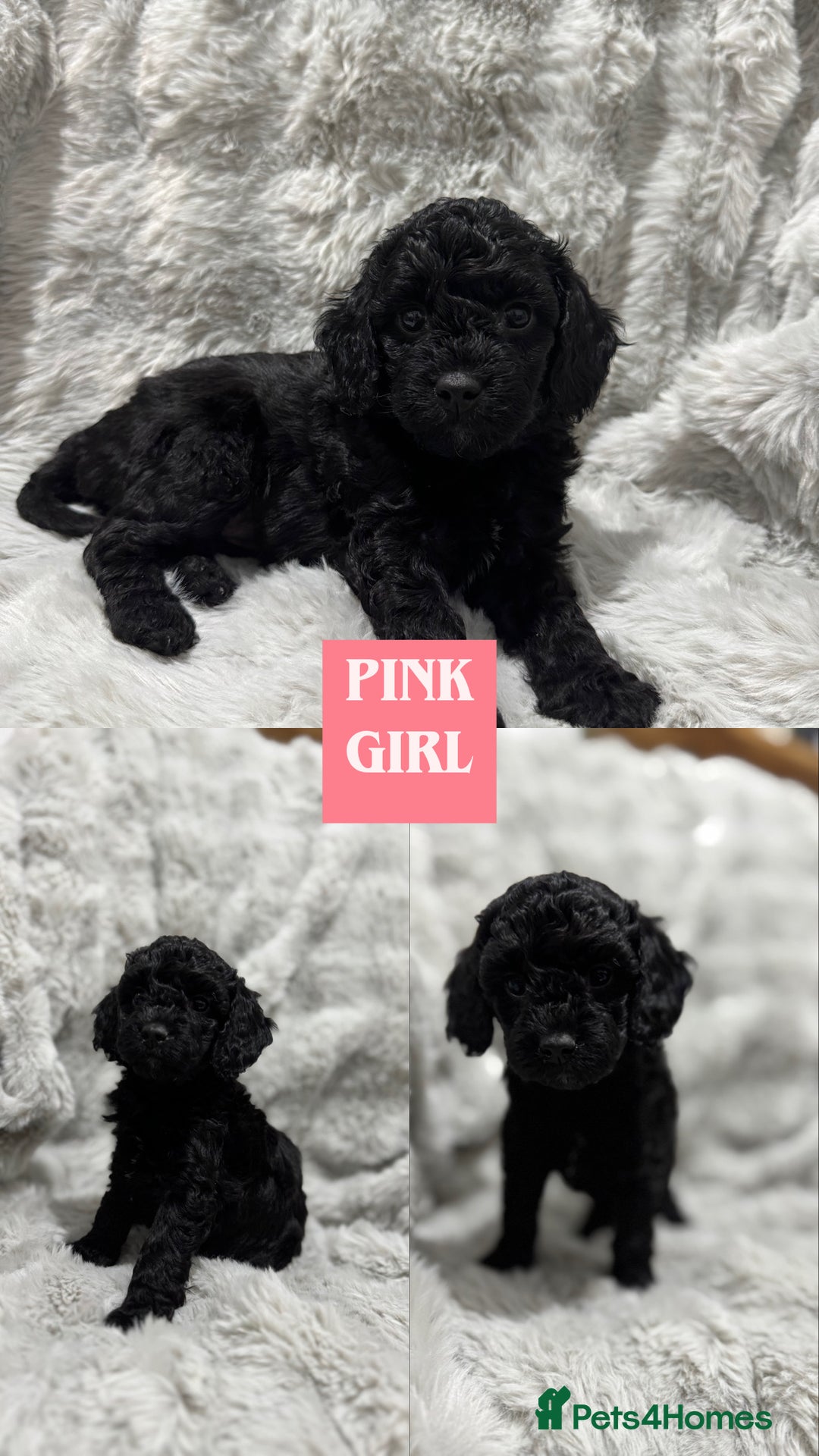 Cockapoo dogs for sale: F2 cockapoo puppies  - Advert 23