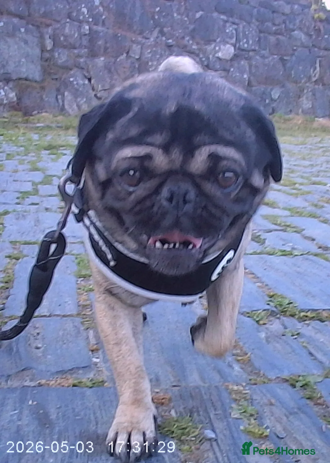 Pug dogs for stud: Pug for stud - Advert 1