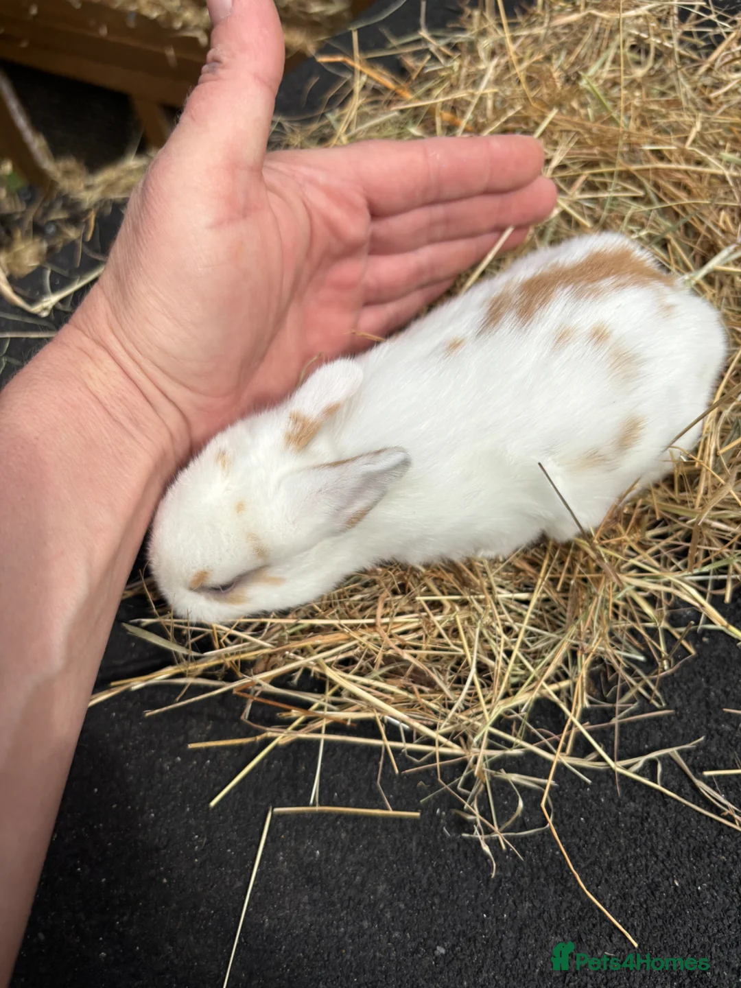 Lionhead rabbits for sale: Lion heads  - Advert 22