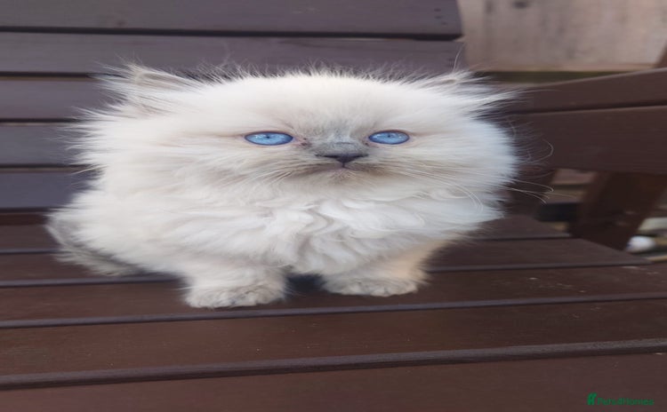 Ragdoll cats - Advert 3