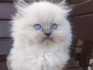 Ragdoll cats - Advert 19