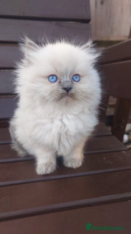 Ragdoll cats - Advert 4