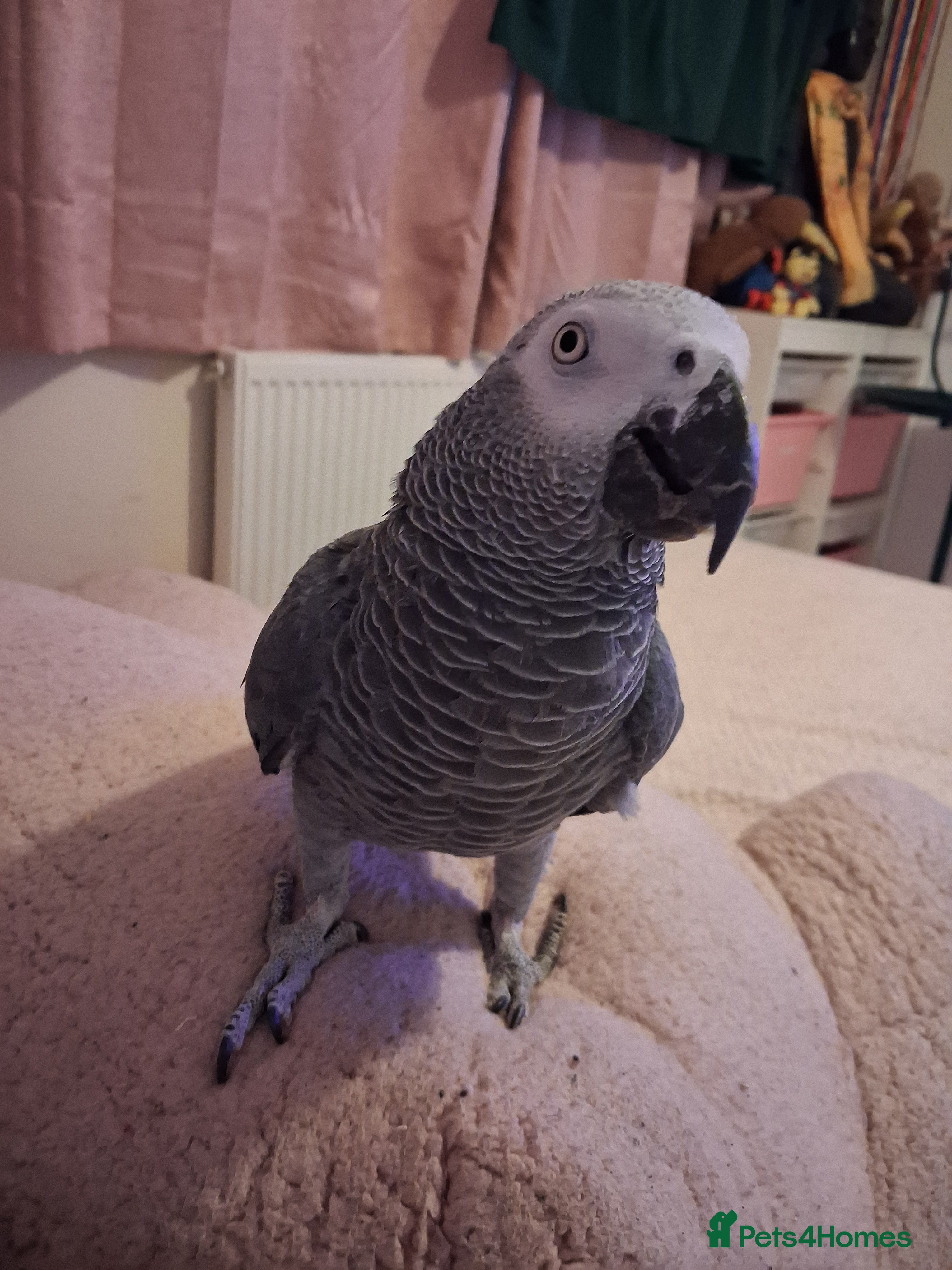 Parrots birds African Grey Parrot  - Advert 2