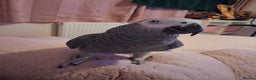 Parrots birds for sale: African Grey Parrot  - Advert 1