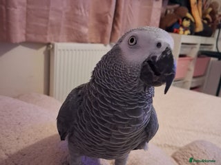 Parrots birds African Grey Parrot - Advert 1
