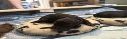 Cockapoo dogs for sale: 🤎 Premium Chocolate Cockapoo 🤎 in Worcester - Advert 7