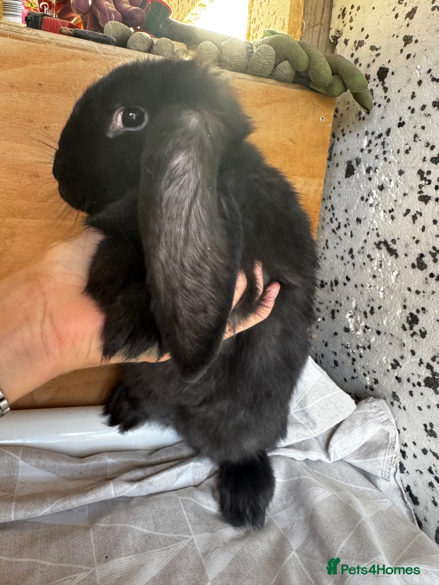 French Lop rabbits French lop girl  - Advert 2