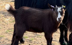 Goats livestock for sale: Pygmy Goat Nanny Kids - Image 3