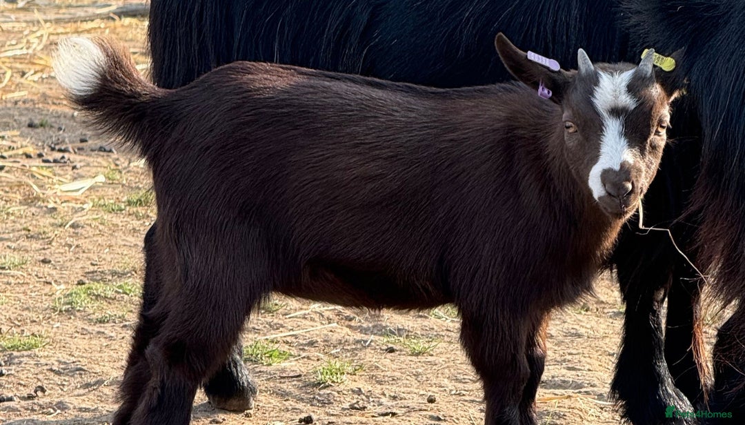 Goats livestock for sale: Pygmy Goat Nanny Kids - Image 3