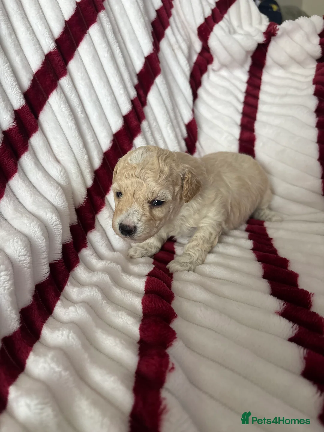 Poochon dogs for sale: One boy remaining - Advert 8