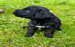 Bedlington Terrier dogs for sale: Stunning Bedlington Terrier puppies  - Image 6