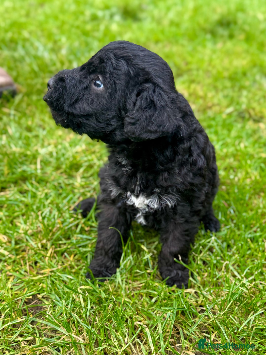 Bedlington Terrier dogs for sale: Stunning Bedlington Terrier puppies  - Image 6