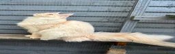 Maine Coon cats for stud: STUNNING Cream Silver TICA Maine Coon stud 🌟  in Derby - Advert 4