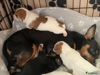 Mixed Breed dogs for sale - Advert 1