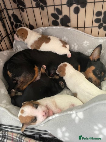 Mixed Breed dogs - Advert 1