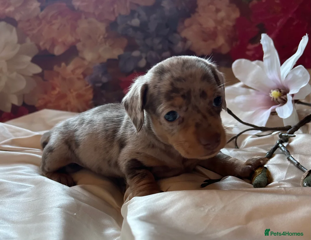Miniature Dachshund dogs for sale: Miniature dachshund puppies 🐶  - Advert 27