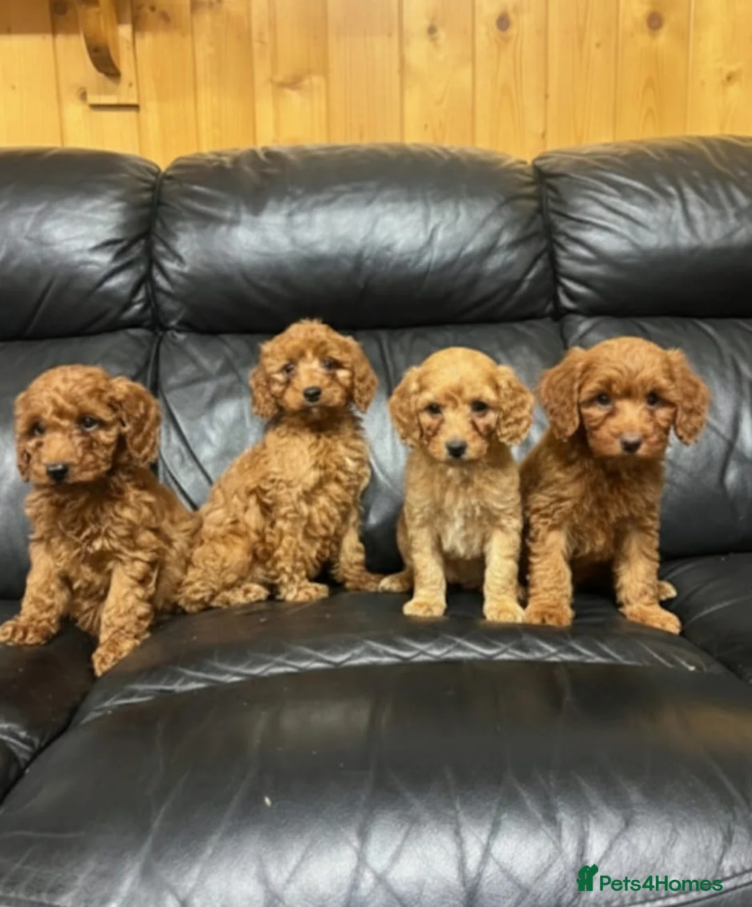 Cockapoo dogs for sale: Cockapoo puppies  in Romford - Advert 10