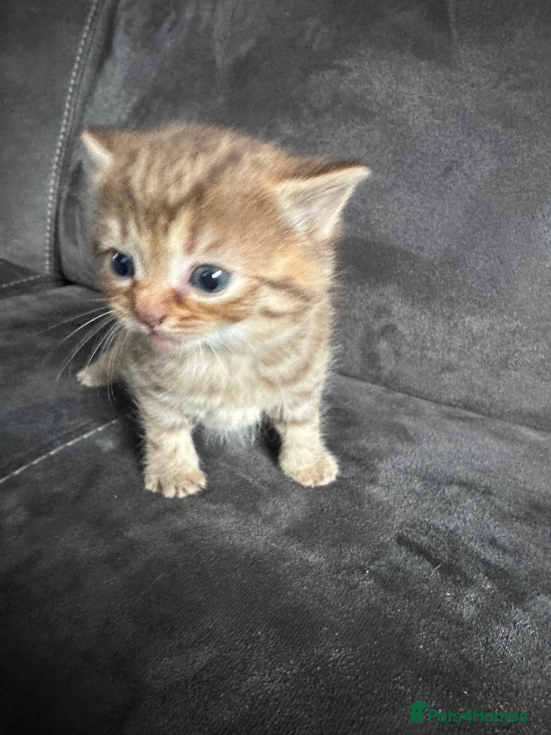 British Shorthair cats for sale: Kittens British shorthair mixed  - Image 29
