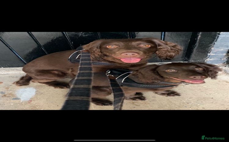 Cocker Spaniel dogs Gorgeous chocolate working cocker boys - Advert 1