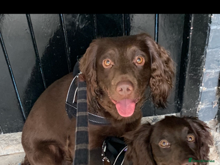 Cocker Spaniel dogs Gorgeous chocolate working cocker boys - Advert 7